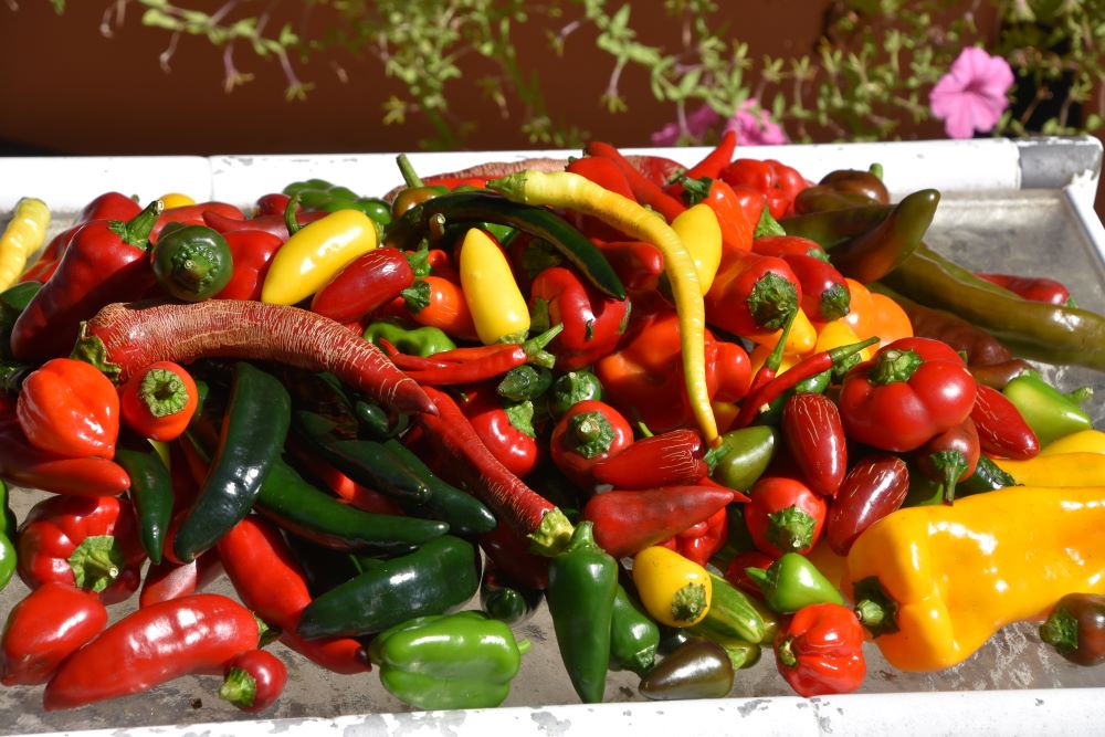 What a Variety of Peppers